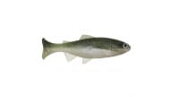 Anglers King Sugar Shaker Trout - SS575JR-003 - Thumbnail