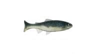 Anglers King Sugar Shaker Trout - SS575JR-067 - Thumbnail