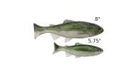 Anglers King Sugar Shaker Trout - Anglers_King_Sugar_Shaker_Sizes - Thumbnail